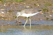 Greenshank, Aberlady Bay, Lothian, Scotland, September 2002 - click for larger image