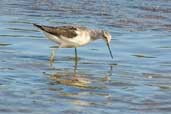 Greenshank, Aberlady Bay, Lothian, Scotland, September 2002 - click for larger image