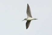 Greenshank, Aberlady Bay, Lothian, Scotland, September 2002 - click for larger image