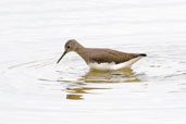 Green Sandpiper, Lackford Lakes, Suffolk, England, September 2009 - click for larger image