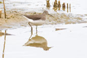 Green Sandpiper, Lackford Lakes, Suffolk, England, September 2009 - click for larger image