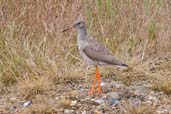 Redshank, Walberswick, Suffolk, England, September 2002 - click for larger image