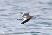 Redshank, Walton Backwaters, Suffolk, September 2017 - click for larger image