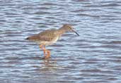 Redshank, Aberlady, Lothian, Scotland, September 2002 - click for larger image