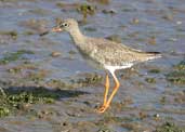 Redshank, Aberlady, Lothian, Scotland, September 2002 - click for larger image