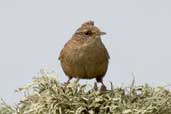 Shetland Wren, Mainland, Shetland, Scotland, May 2004 - click for larger image