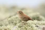 Shetland Wren, Mainland, Shetland, Scotland, May 2004 - click for larger image