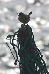 Shetland Wren, Yell, Shetland, Scotland, May 2004 - click for larger image