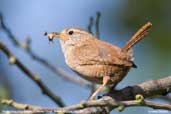 Winter Wren, Monks Eleigh, Suffolk, England, July 2007 - click for larger image