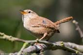 Winter Wren, Monks Eleigh, Suffolk, England, July 2007 - click for larger image