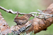 Winter Wren, Loch an Eilein, Scotland, June 2012 - click for larger image