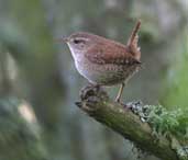 Winter Wren, Loch of Kinnordy, Angus, Scotland, July 2002 - click for larger image