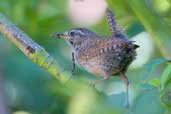 Winter Wren, Edinburgh, Scotland, July 2003 - click for larger image