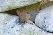 St Kilda Wren, St Kilda, Scotland, August 2003 - click for larger image