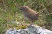 St Kilda Wren, St Kilda, Scotland, August 2003 - click for larger image