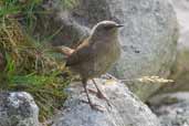 St Kilda Wren, St Kilda, Scotland, August 2003 - click for larger image