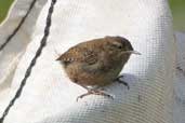 St Kilda Wren, St Kilda, Scotland, August 2003 - click for larger image