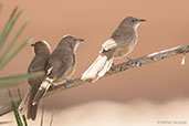 Fulvous Babbler, near Boumalne du Dades, Morocco, April 2014 - click for larger image