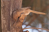 Fulvous Babbler, near Boumalne du Dades, Morocco, April 2014 - click for larger image