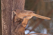 Fulvous Babbler, near Boumalne du Dades, Morocco, April 2014 - click for larger image