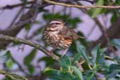 Redwing, Edinburgh, Scotland, November 2003 - click for larger image