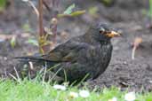 Immature male Common Blackbird, Scotland, May 2005 - click for larger image