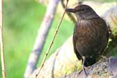  Common Blackbird, Scotland, January 2004 - click for larger image