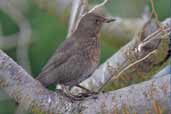 Juvenile Common Blackbird, Scotland, February 2005 - click for larger image