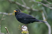 Common Blackbird, Monks Eleigh, Suffolk, England, May 2015 - click for larger image