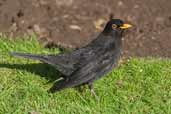 Male Common Blackbird, Scotland, February 2003 - click for larger image