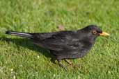 Male Common Blackbird, Scotland, February 2003 - click for larger image