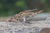 Song Thrush, Cape Clear Island, Co. Cork, Ireland, July 2005 - click for larger image