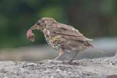 Song Thrush, Cape Clear Island, Co. Cork, Ireland, July 2005 - click for larger image