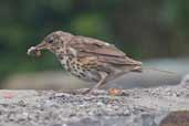 Song Thrush, Cape Clear Island, Co. Cork, Ireland, July 2005 - click for larger image