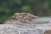 Song Thrush, Cape Clear Island, Co. Cork, Ireland, July 2005 - click for larger image