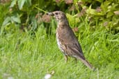 Song Thrush, Monks Eleigh, Suffolk, England, June 2007 - click for larger image