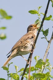 Song Thrush, Monks Eleigh, Suffolk, England, May 2008 - click for larger image