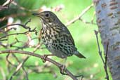 Song Thrush, Edinburgh, Scotland, January 2004 - click for larger image