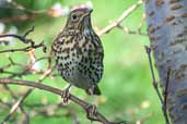 Song Thrush, Edinburgh, Scotland, January 2004 - click for larger image