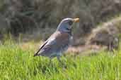 Fieldfare, Lammermuir Hills, East Lothian, Scotland, 4th May 2005 - click for larger image