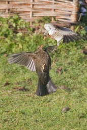 Fieldfare and Blackbird, Monks Eleigh, Suffolk, England, January 2010 - click for larger image