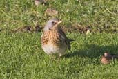 Fieldfare, Monks Eleigh, Suffolk, England, January 2010 - click for larger image