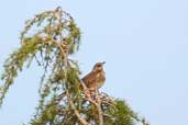 Fieldfare, Edinburgh, Scotland, November 2003 - click for larger image