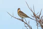 Fieldfare, Aberlady, East Lothian, Scotland, February 2004 - click for larger image