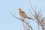 Fieldfare, Aberlady, East Lothian, Scotland, February 2004 - click for larger image