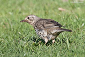 Mistle Thrush, Oulaimeden, Morocco, April 2014 - click for larger image