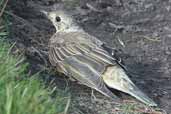 Mistle Thrush, Carrbridge, Scotland, September 2002 - click for larger image