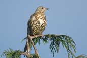 Mistle Thrush, Edinburgh, Scotland, November 2002 - click for larger image