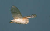 Barn Owl, Caerlaverock, Scotland, February 2001 - click for larger image