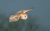 Barn Owl, Caerlaverock, Scotland, February 2001 - click for larger image